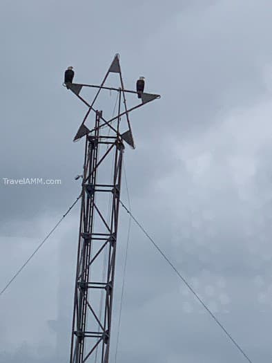 Two eagles sitting on a post in Vancouver, Canada